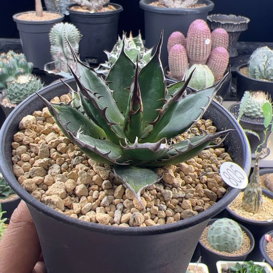 姬霍利达龙舌兰一物一拍