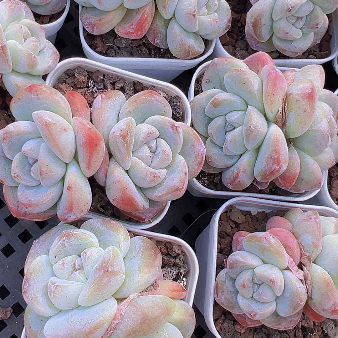 5.5盆精品双头冰玉19包邮