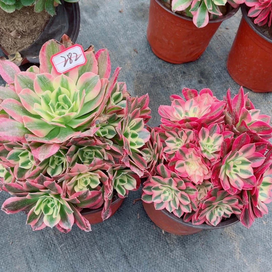 赵*多肉植物282好多肉两颗