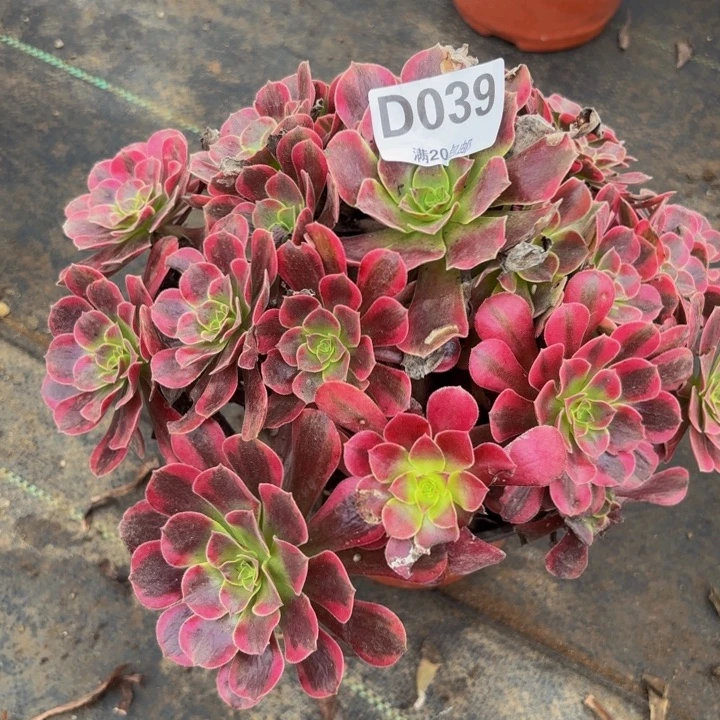 瑞妈多肉植物，039凤冠