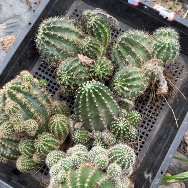 212彩草脱土掉侧牙无售后一个