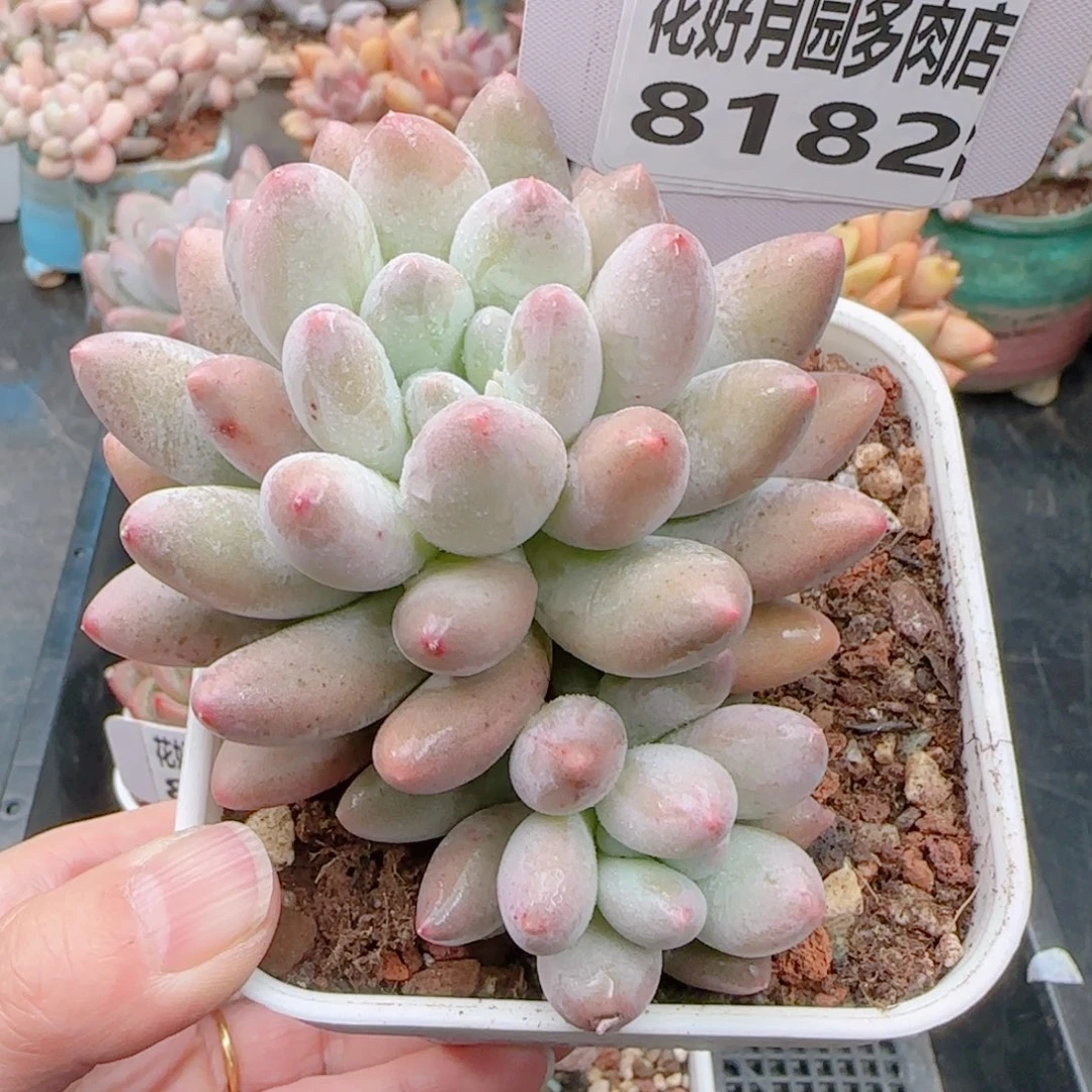 多肉植物8182…………..