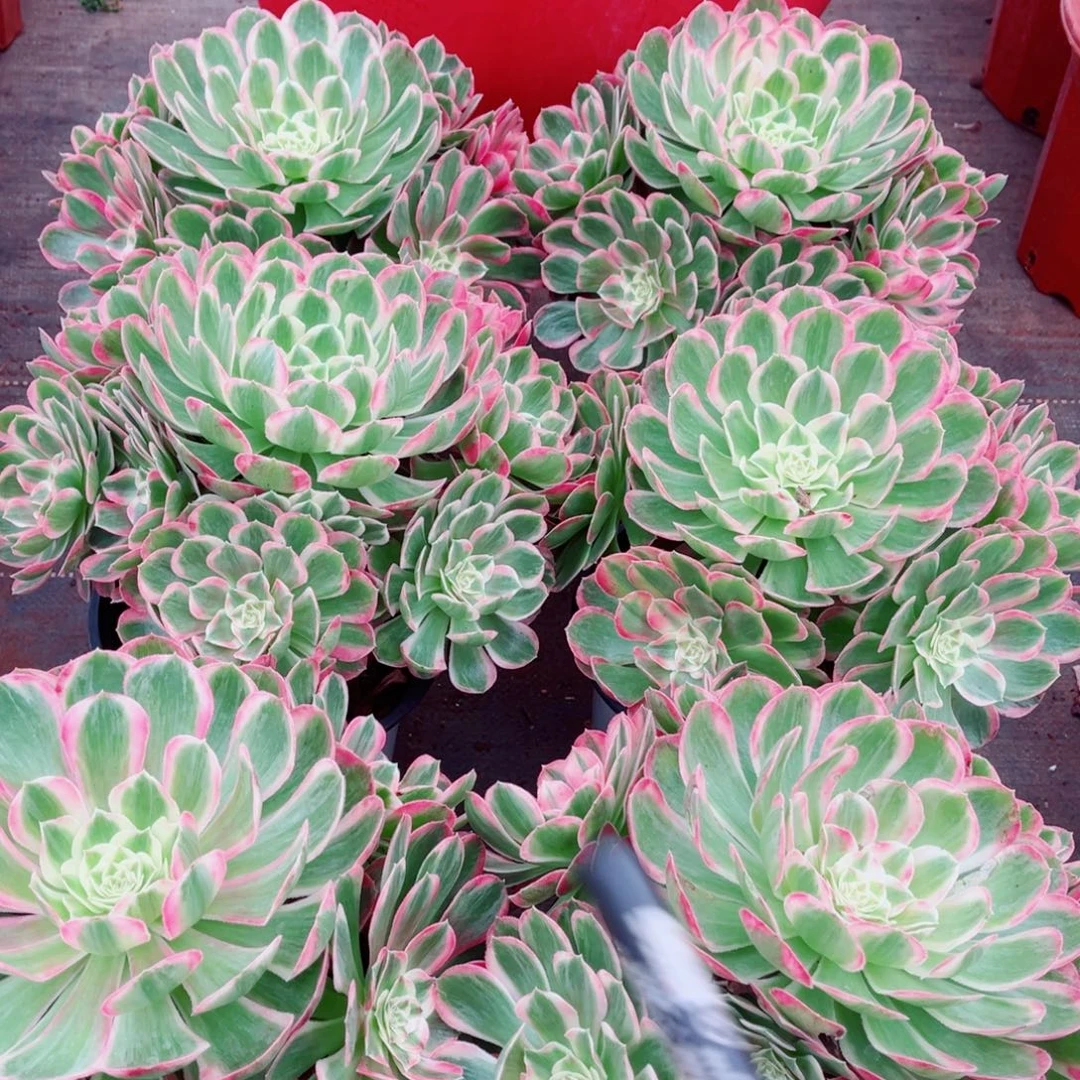 孔雀翎量拍多肉法师一个（稍微绿）