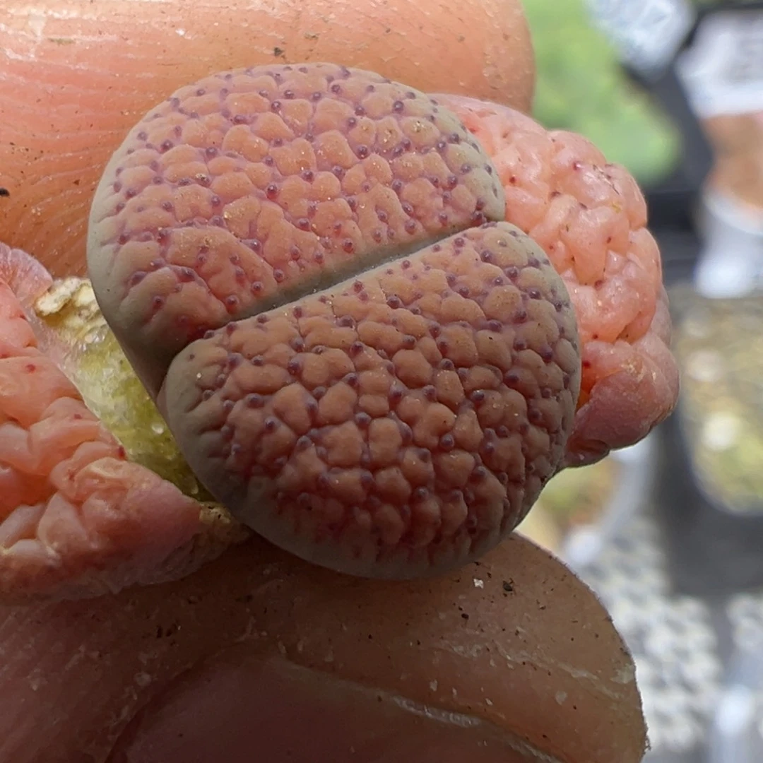 【闪购商品】 521.