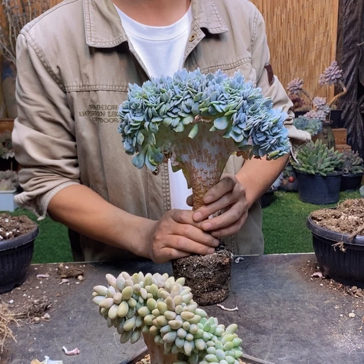 日***星26号汤圆多肉植物