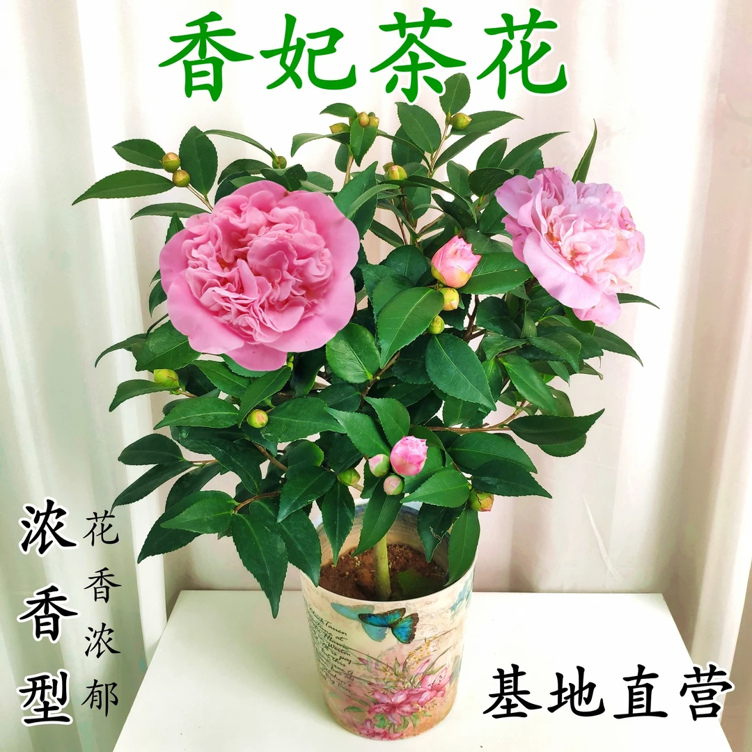 香妃茶花树苗山茶花盆栽四季盆景带香味好观花植物山茶花室内绿植