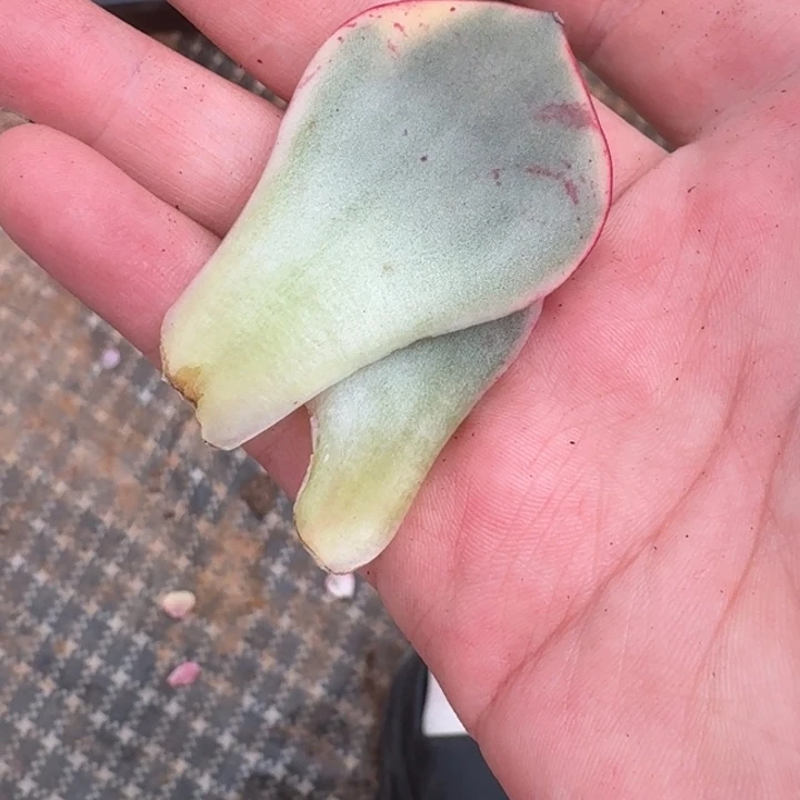 斗牛士叶片一物一拍好看