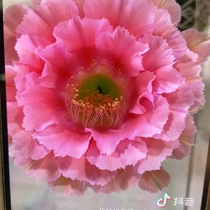 香香2532侧芽2.5公分左右