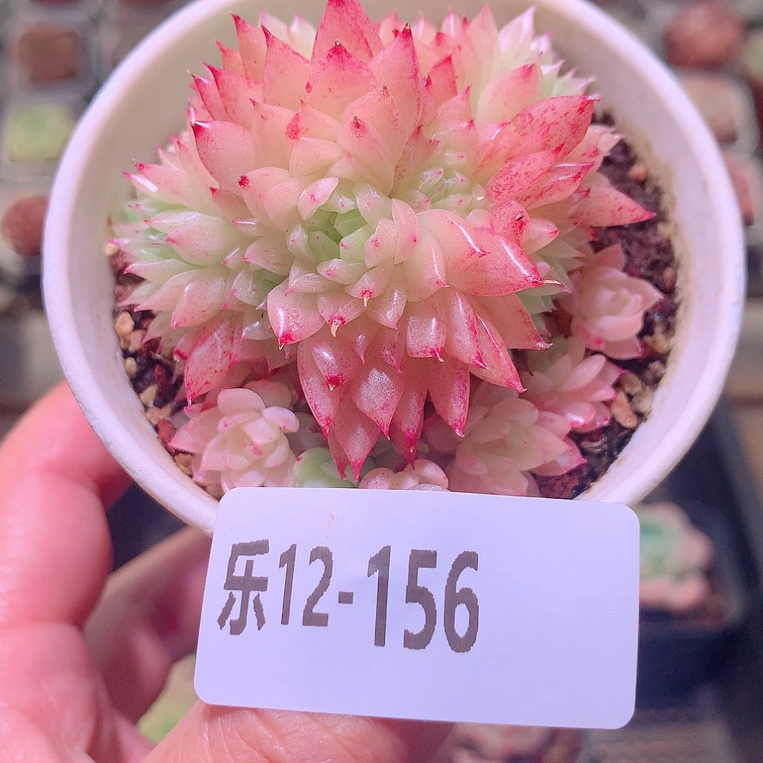 乐然12-156 麦秆群 带盆土不售后