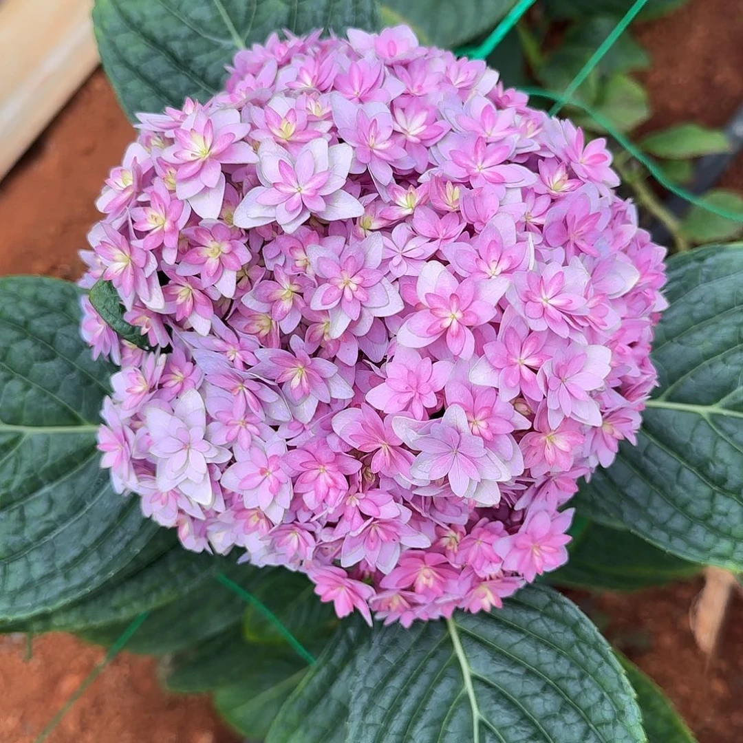 绣球切花一物一拍3枝起包邮，55