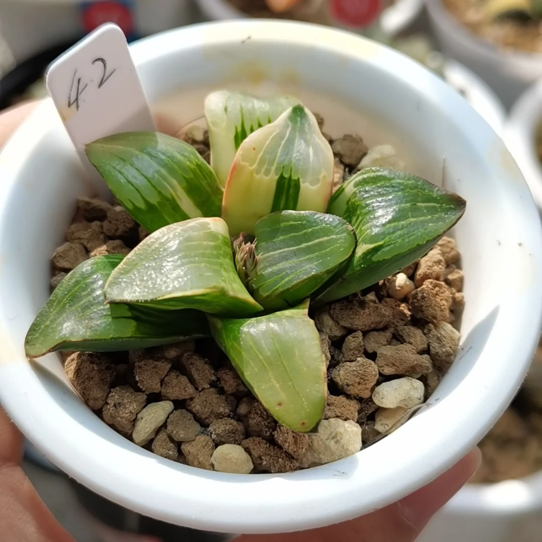 42号史扑锦一物一拍带盆土发货