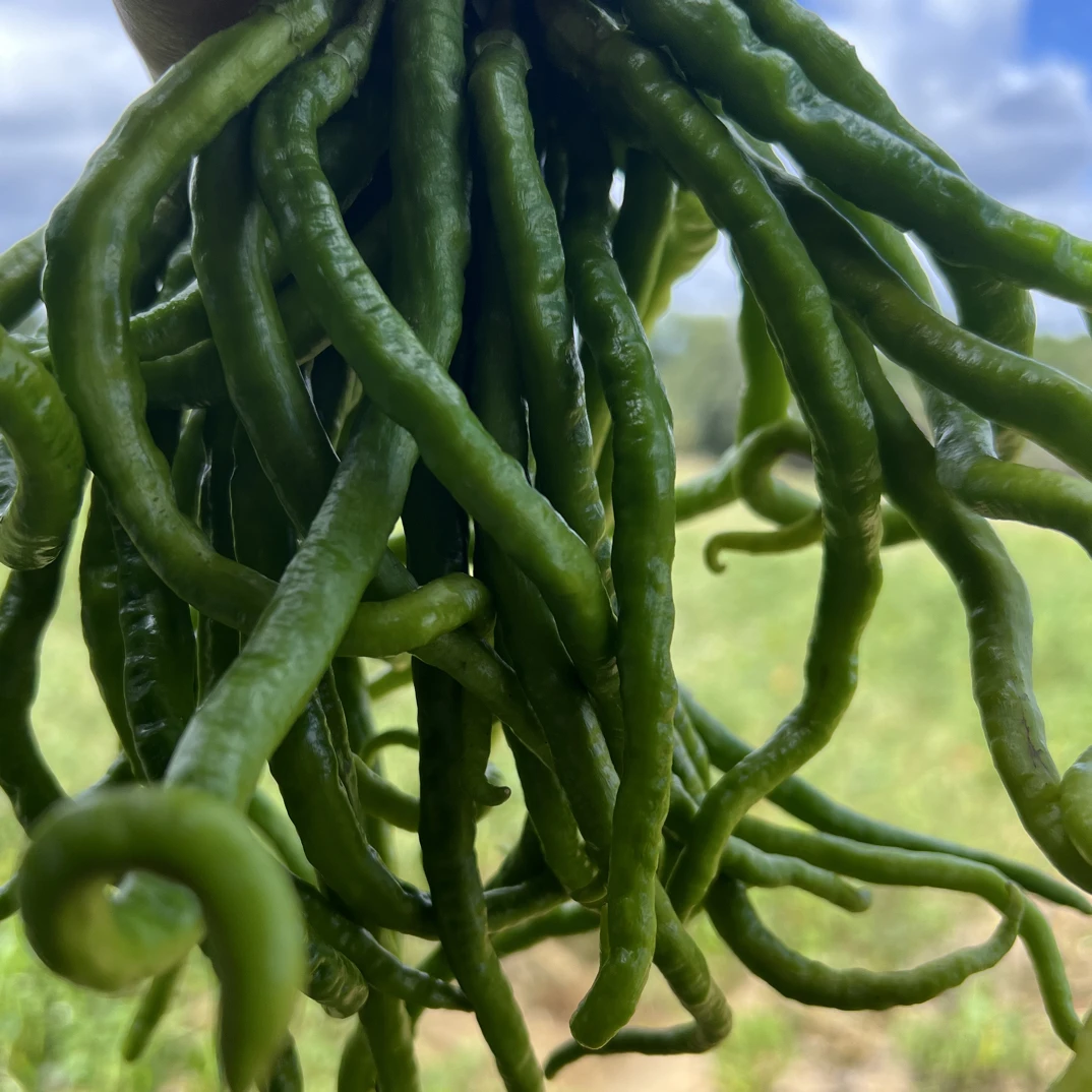 贵州本地露天种植辣椒、鱼秋辣椒现摘现发