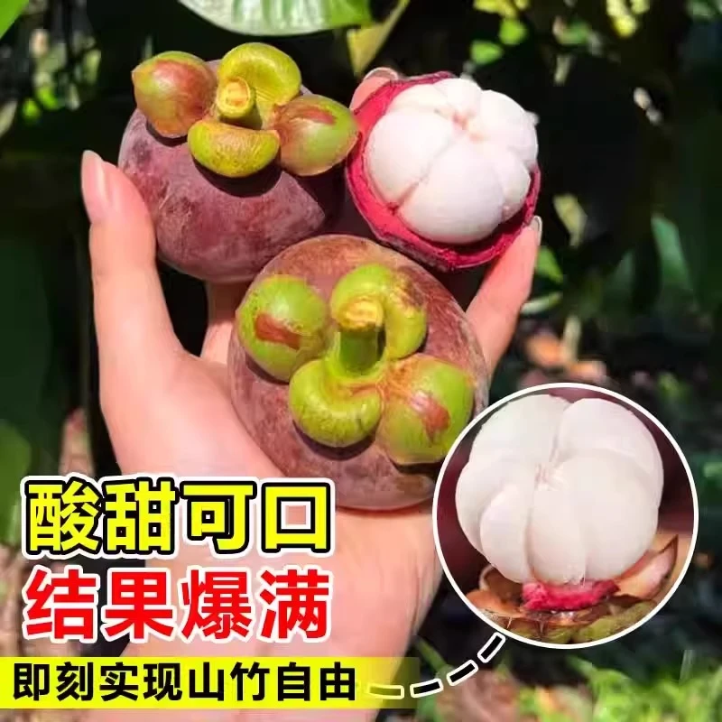 （6年苗买一送一）山竹树苗正宗无核山竹果苗南北种植盆栽地栽结果