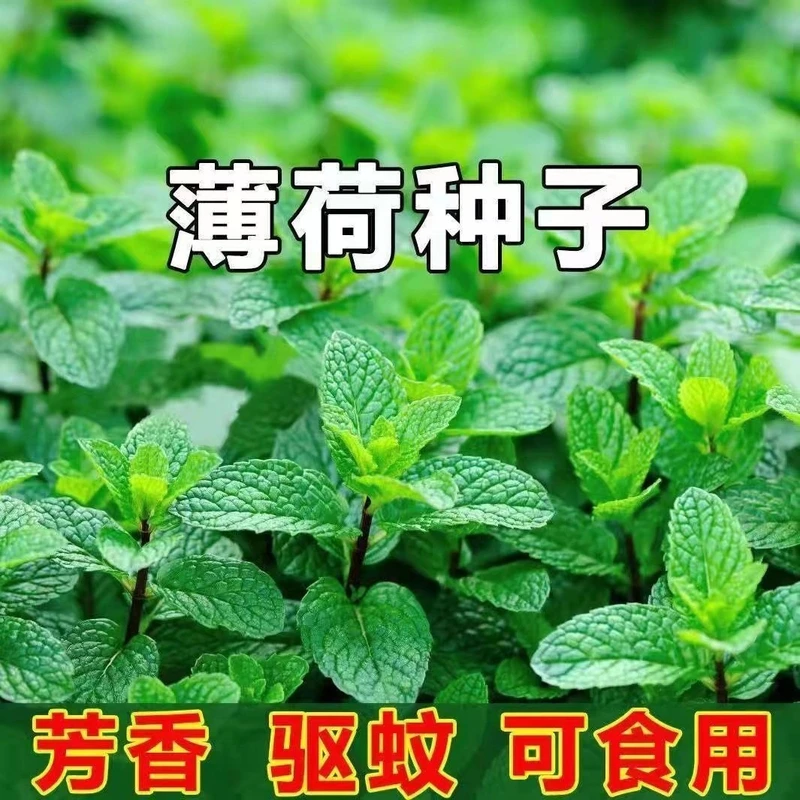 【全店满5包送1包】可食用薄荷种子薄荷盆栽驱蚊绿植野生香薄荷叶