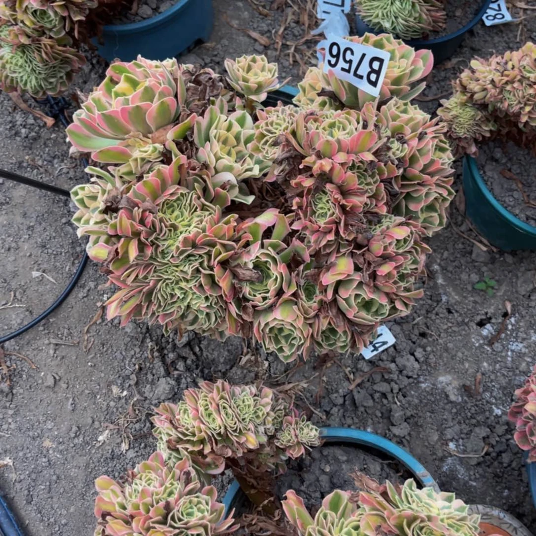 女巫法师28///38包邮