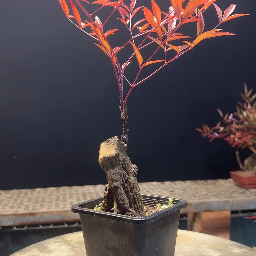 不开花植物00000000010