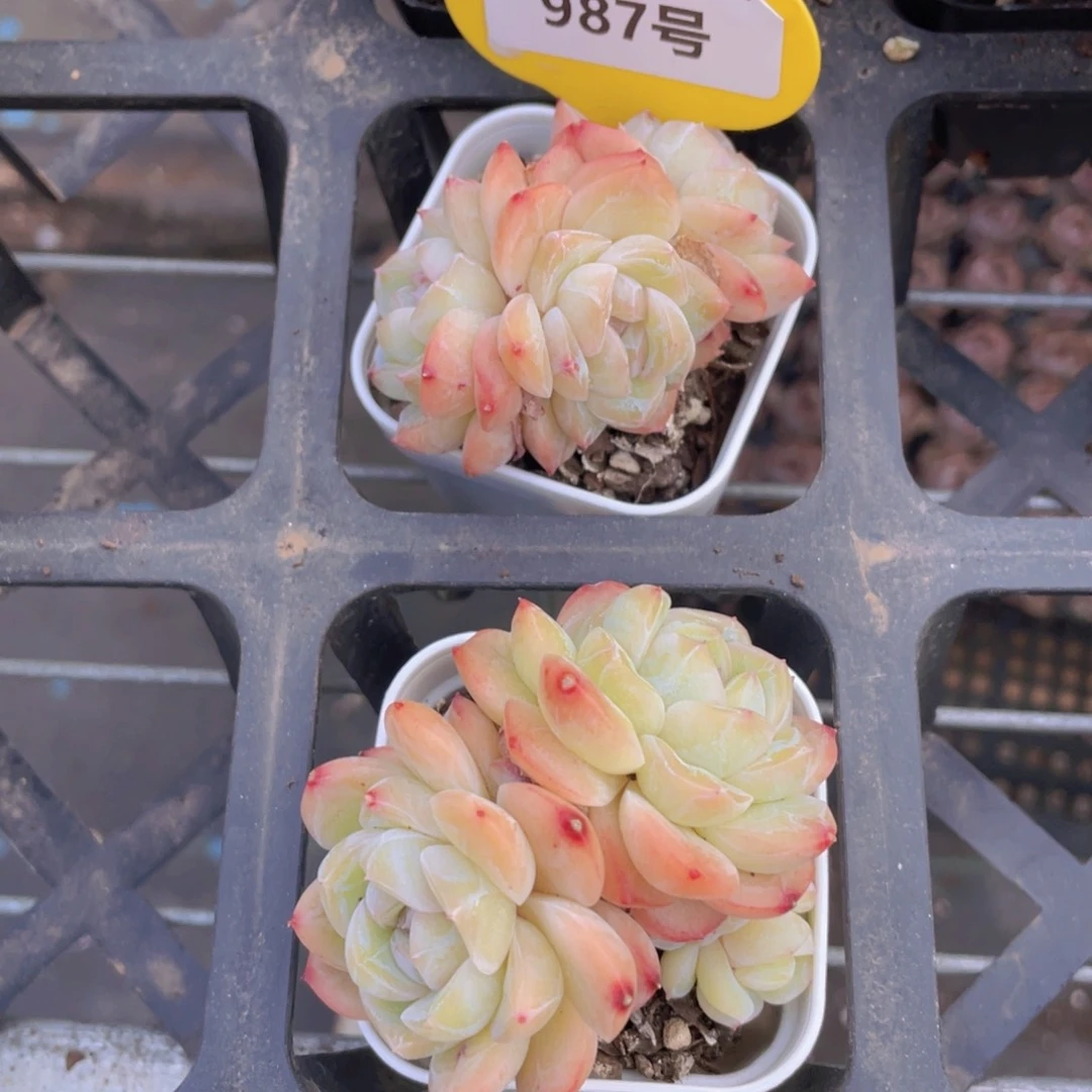 987号 奶油干冰多头群一个