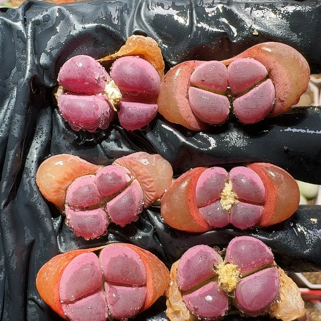 生石花的季节1111111。   256