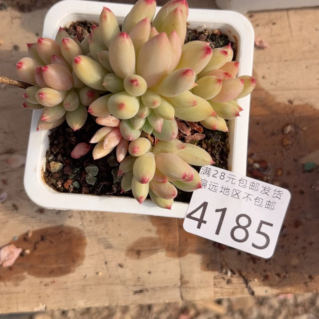 ?**豆大4185（h c v c vv b b b