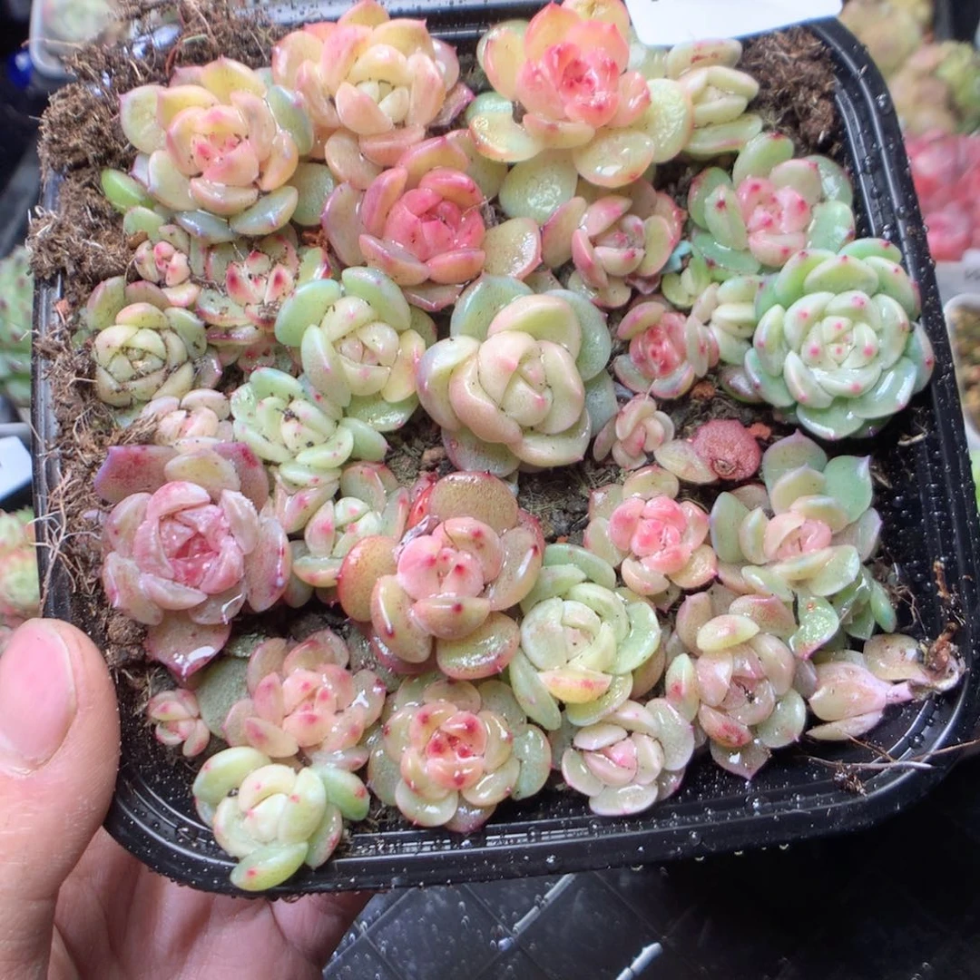 无花朵W23。  yyyyyyyyyy