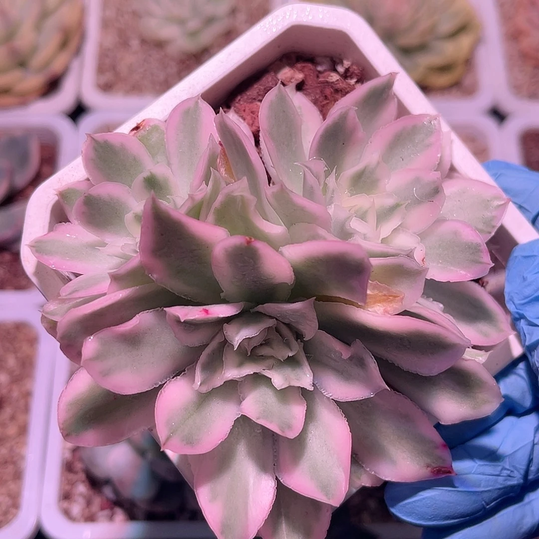 尚品园艺紫蝴蝶锦群