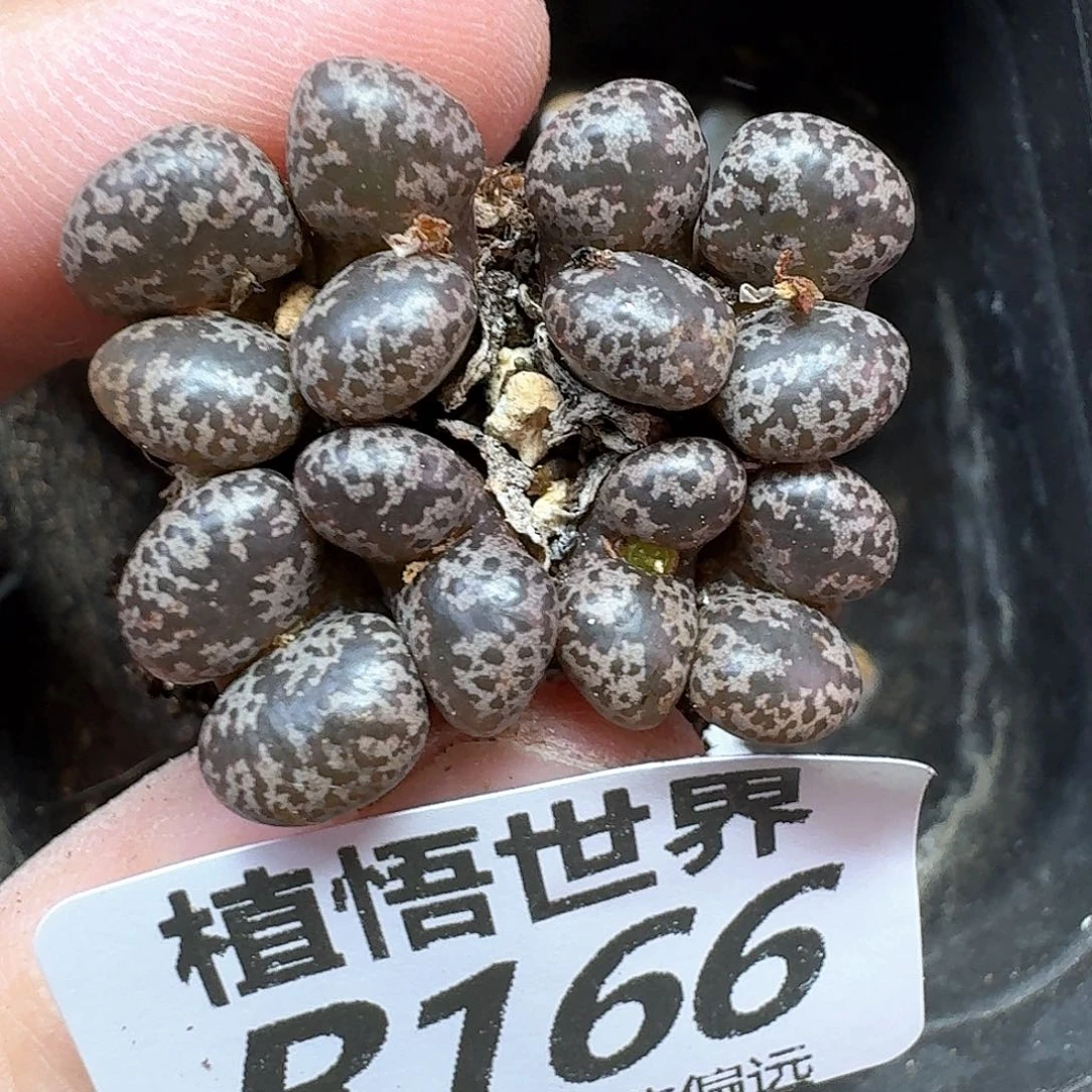 多肉植物的润泽和df
