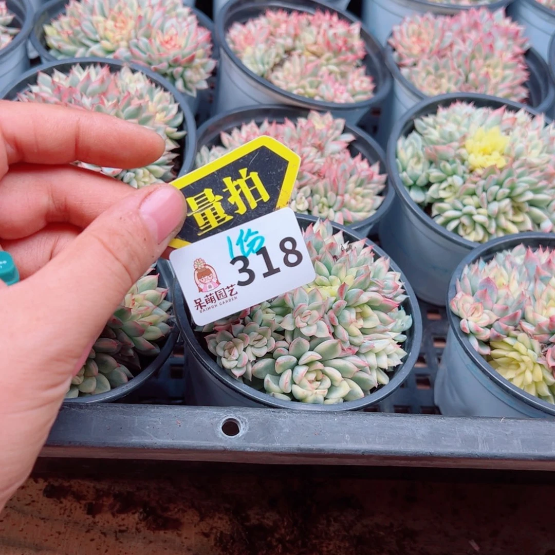 多肉植物多肉植物