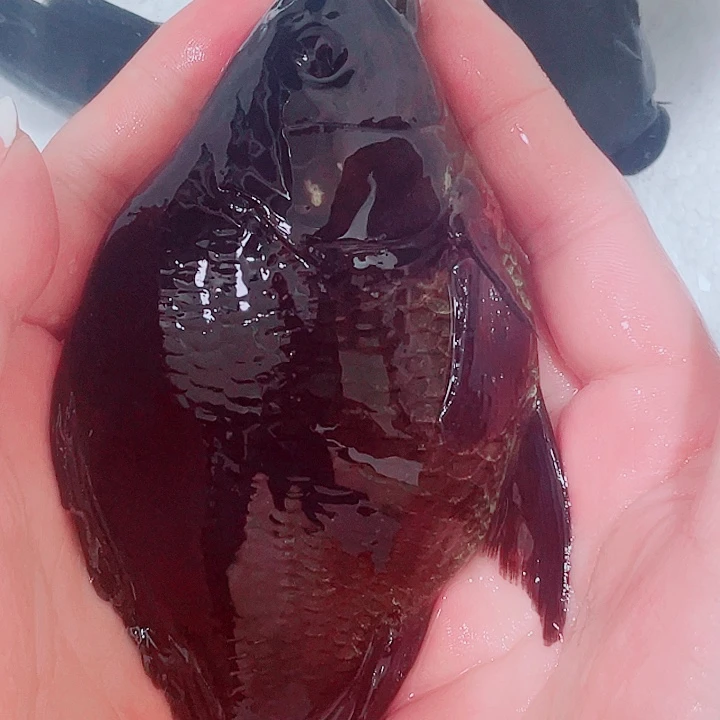 海水贵妃蝴蝶鲤一物一拍