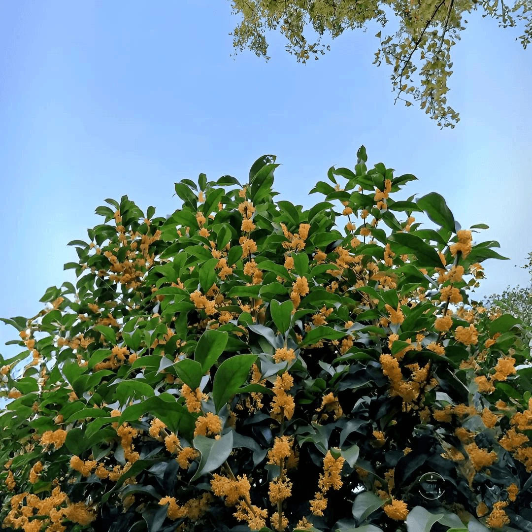 丹桂  桂花树  庭院种植