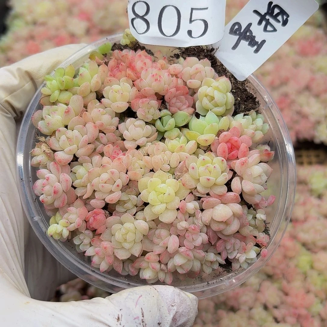 多肉植物多肉植物805量拍