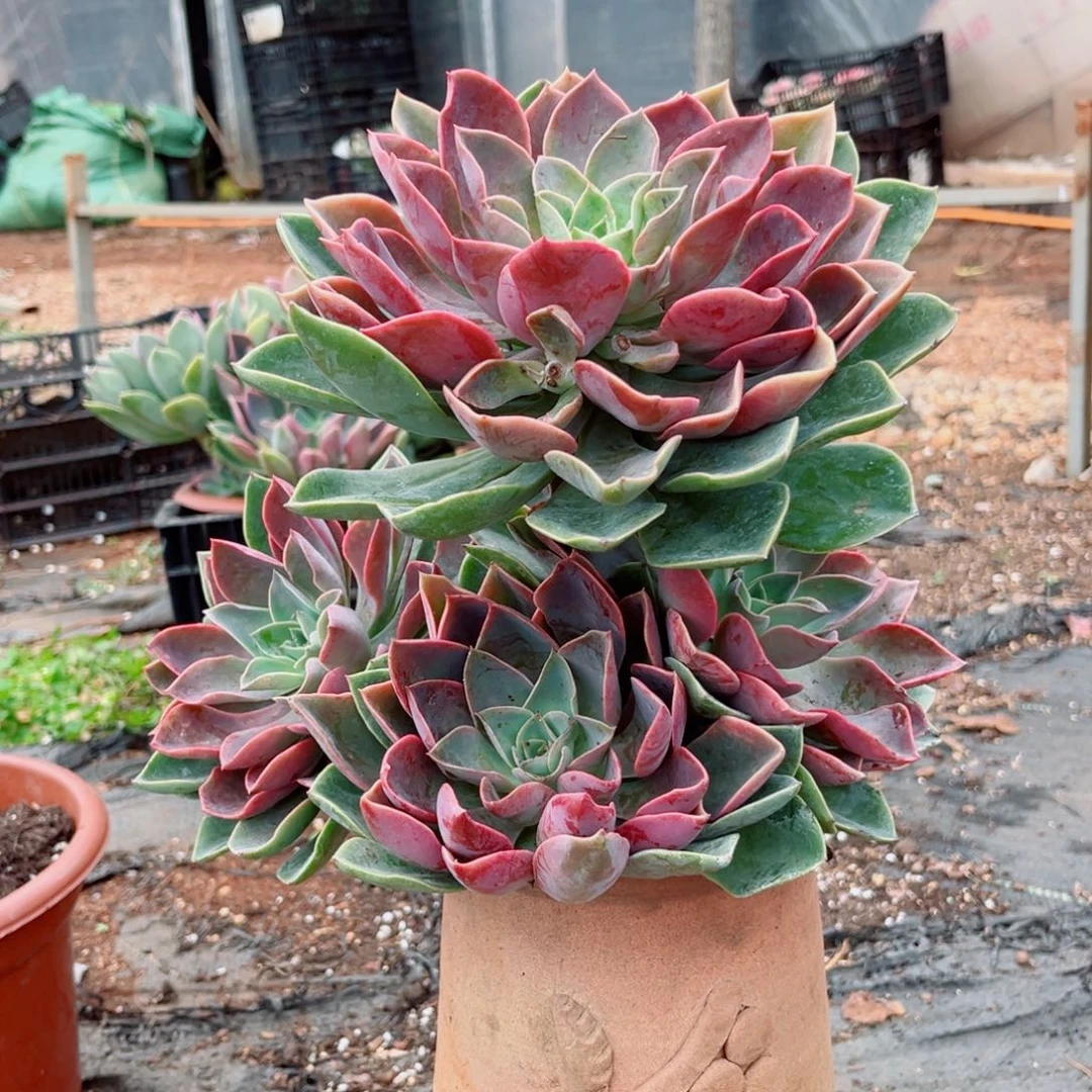 一颗大带土发货了