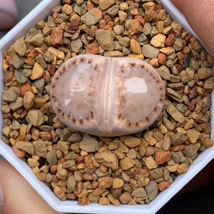 叶**?精品多肉植物大战僵尸先生们的