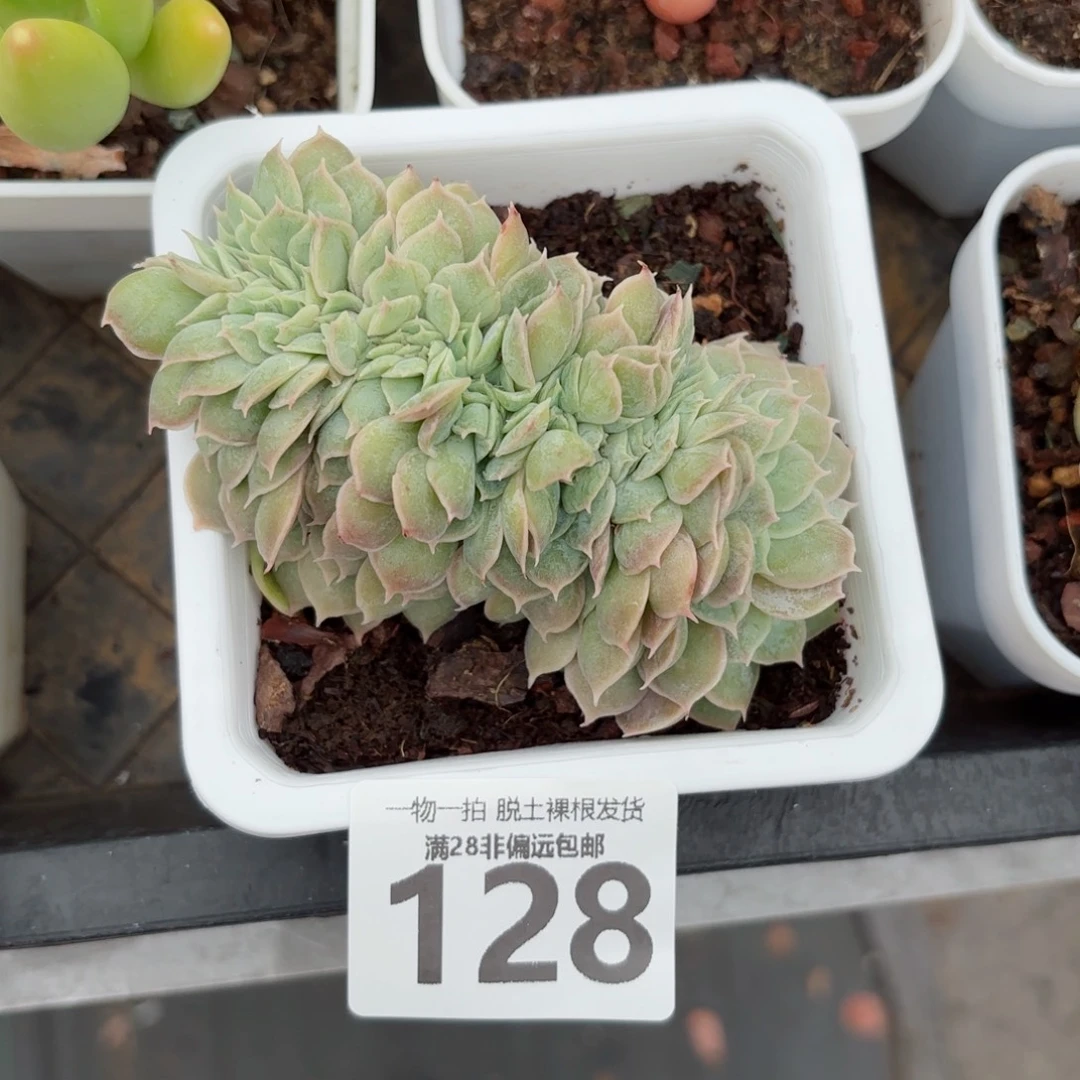 昂斯诺缀化无盆土发货