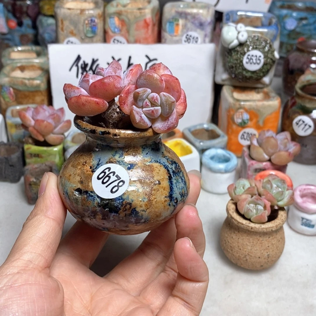 拍5送一个小礼物