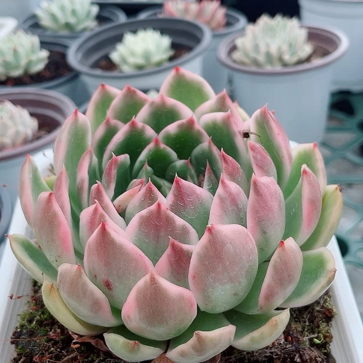 水晶恋人锦。锦龙多肉园艺