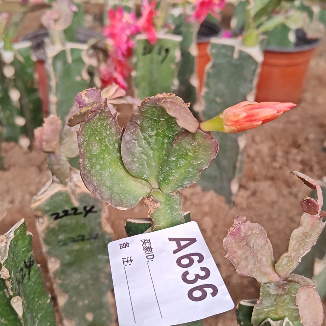 2228橙红重瓣脱土易掉苞芽636