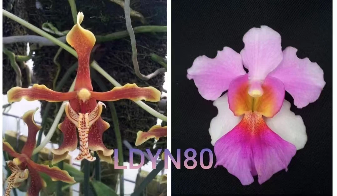 2.5寸 LDYN80鼠尾兰交铁钉兰-苗【1.7刚升2.5 未出根】 原生趣味兰