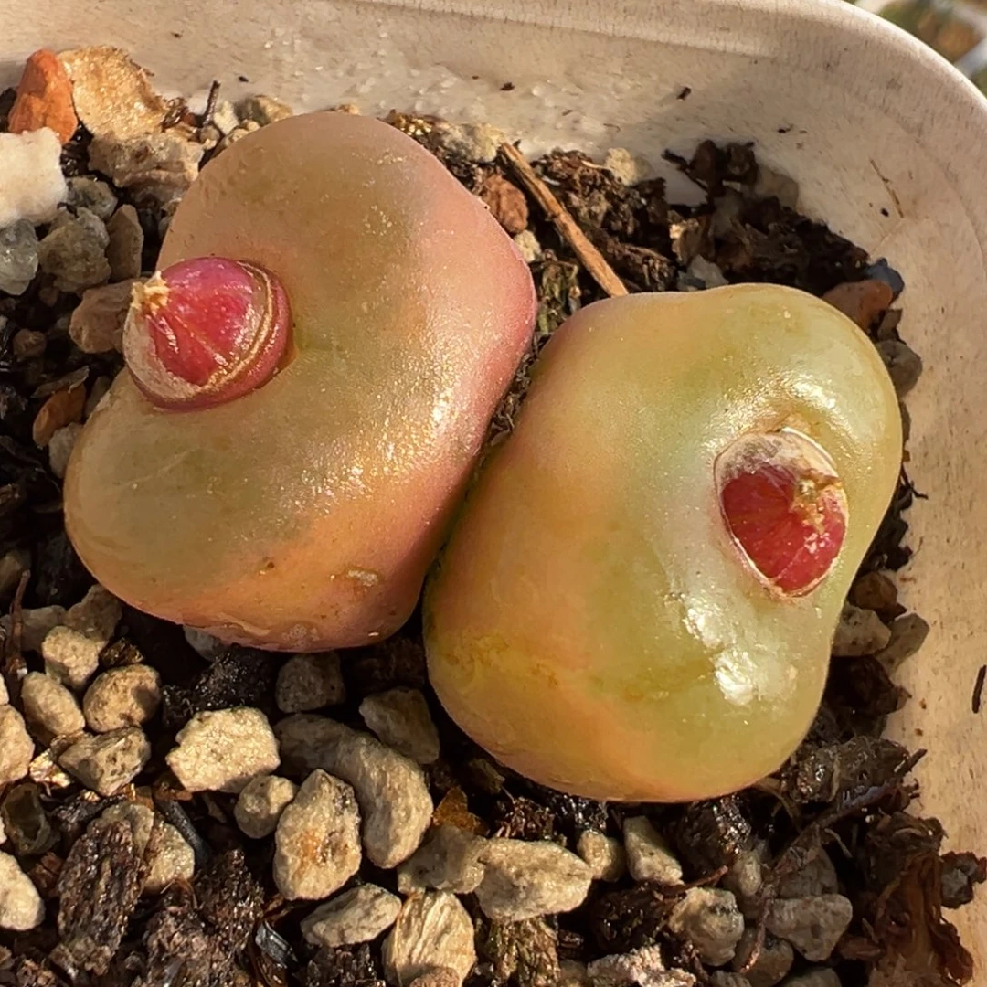 057多肉植物种类多样