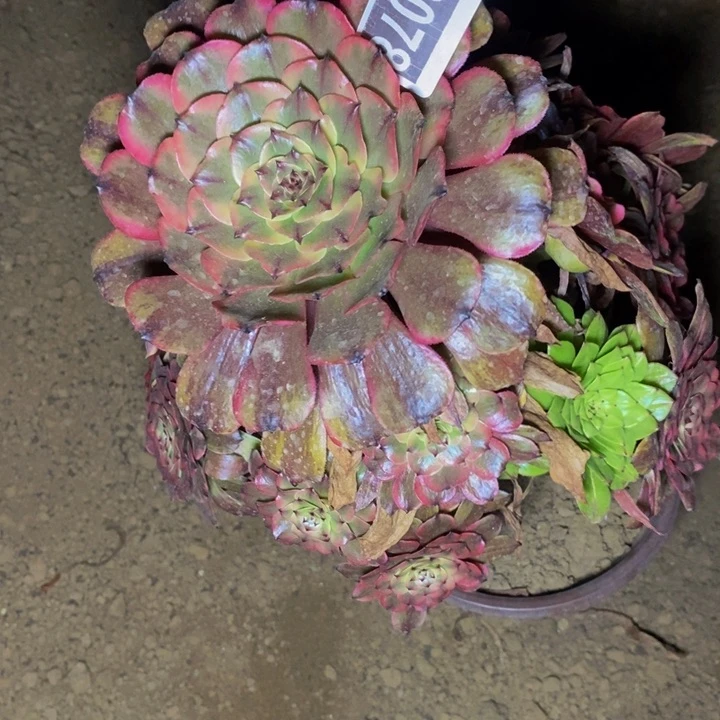 06078号琥珀法师