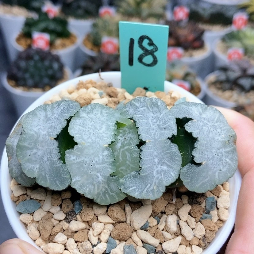 【闪购商品】18白熊玉扇