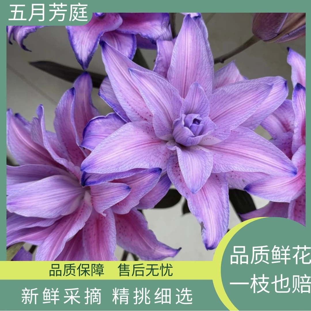 高级定制多头【紫精灵】冰美人吸色重瓣百合温柔浪漫独特的粉紫色系