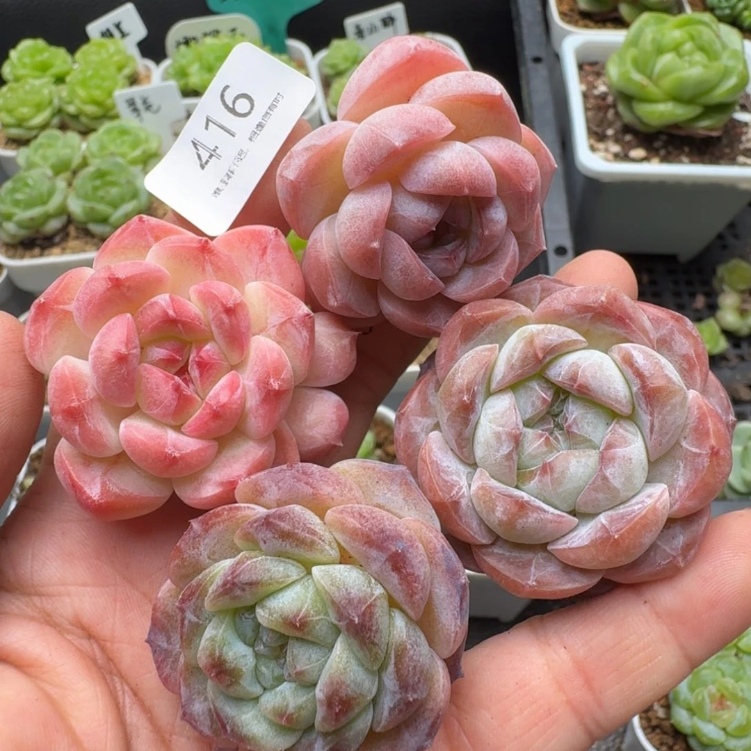 一物一拍一盒530-416