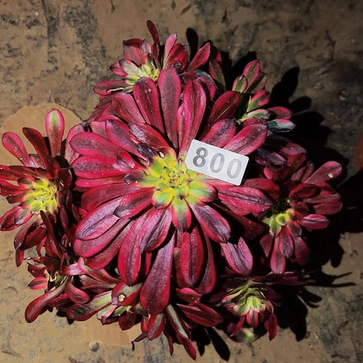 800红颜多肉植物处理不售后