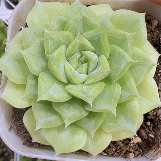 白天鹅9.9包邮多肉植物