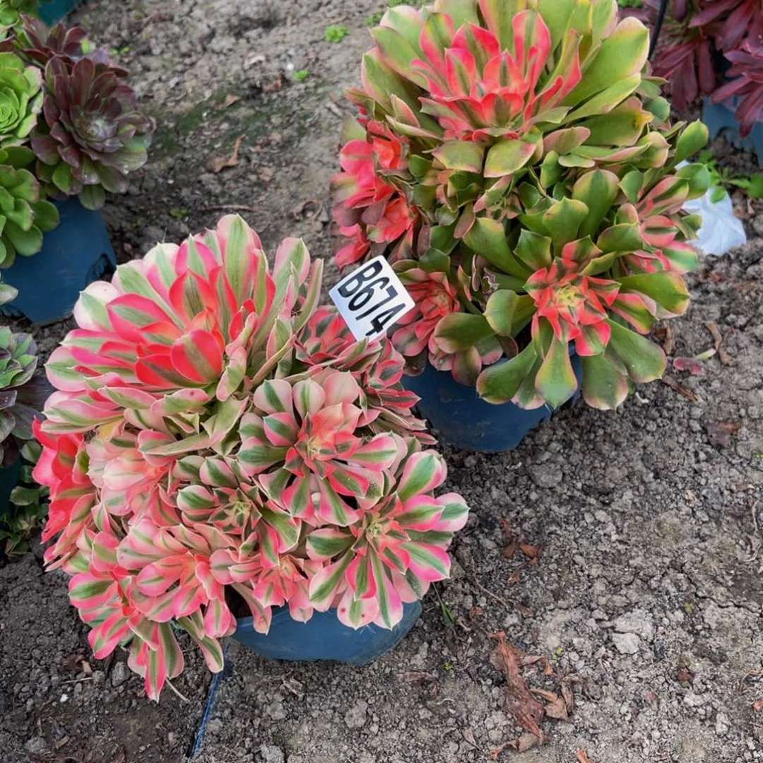 两盆法师28////45包邮