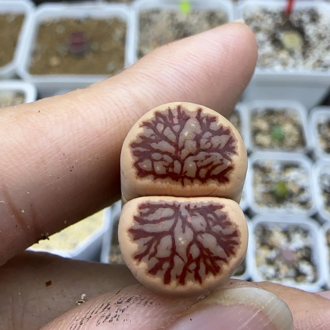 115福利一颗大棚直播30包邮