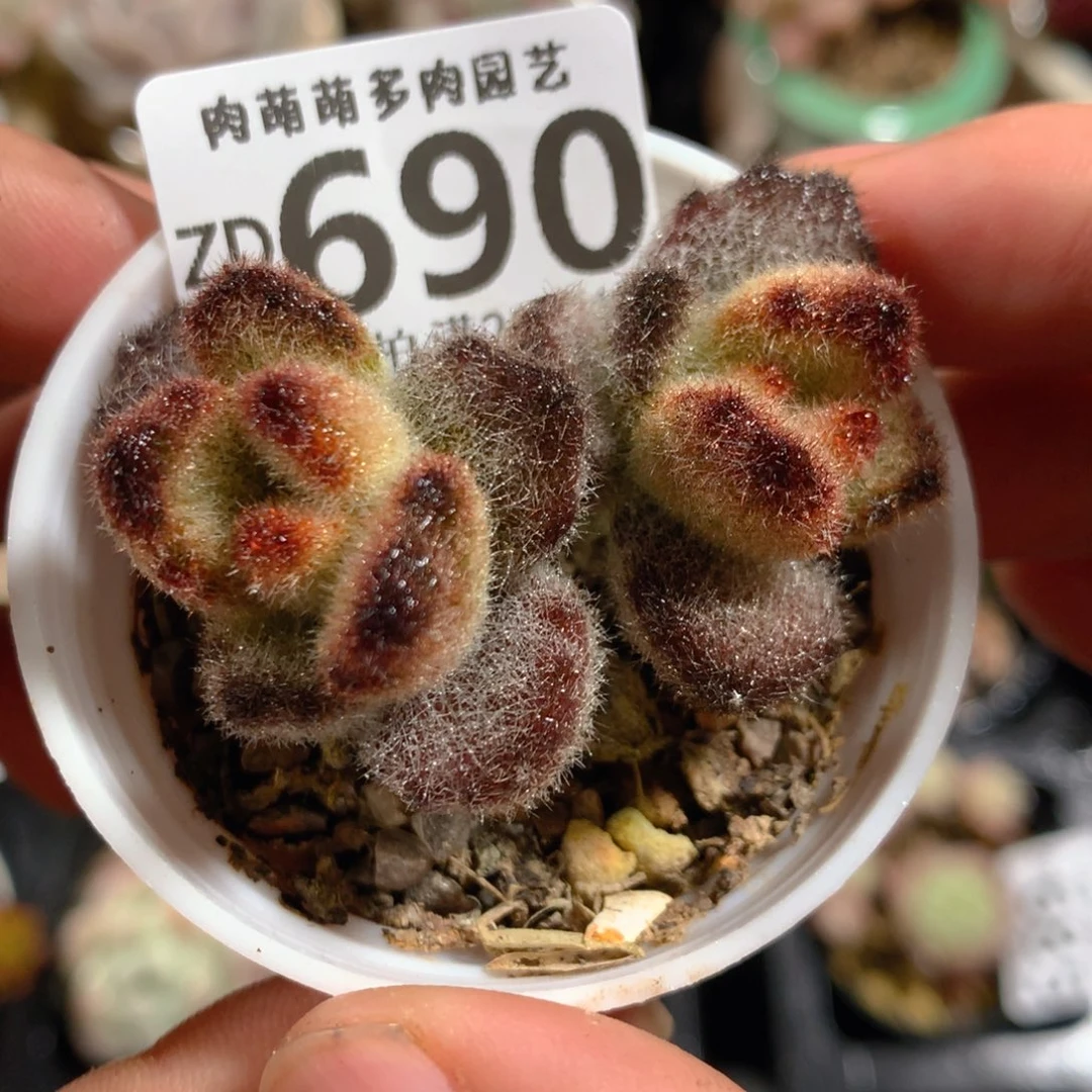 5CM拇指盆精控多肉ZD690