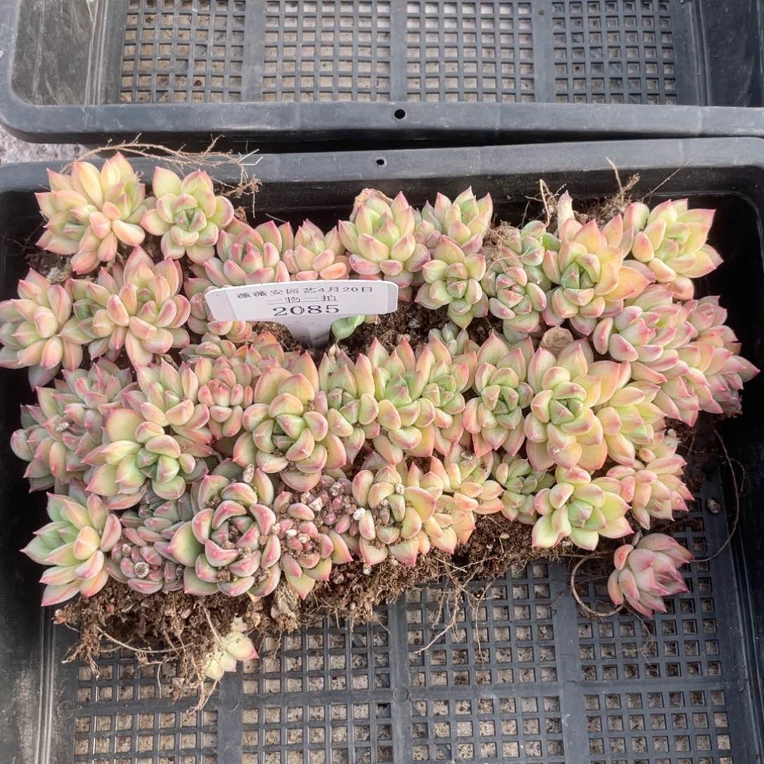 薇薇安园艺多肉2085