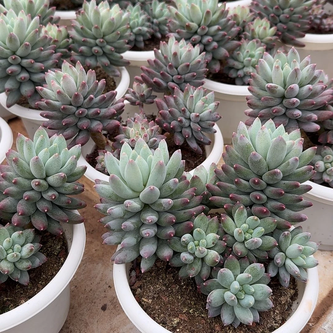 星月菩提整无砍群生多肉