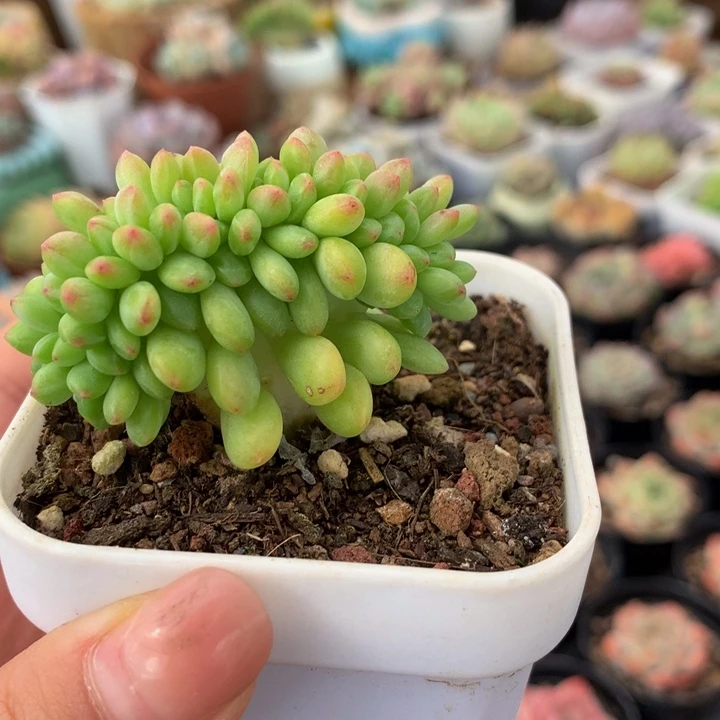 精控香格里拉缀化